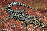 Granite Night Lizard