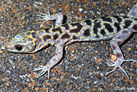 Granite Night Lizard