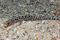 Night active adult, San Diego County, eating a spider. © Stuart Young  