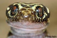 Granite Night Lizard