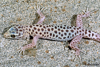 Sandstone Night Lizard