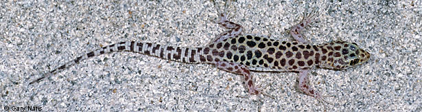 Sandstone Night Lizard