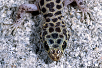 Sandstone Night Lizard