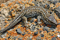 San Clemente Night Lizard