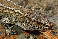 San Clemente Night Lizard