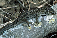 San Clemente Night Lizard