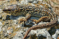 San Clemente Night Lizard