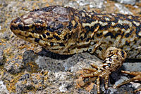 San Clemente Night Lizard