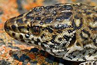 San Clemente Night Lizard