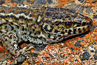 San Clemente Night Lizard