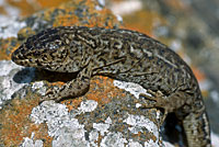 San Clemente Night Lizard