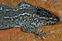 San Clemente Night Lizard