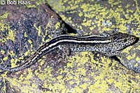 San Clemente Night Lizard