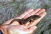 San Clemente Night Lizard