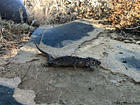 San Nicolas Night Lizard