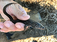 San Nicolas Night Lizard