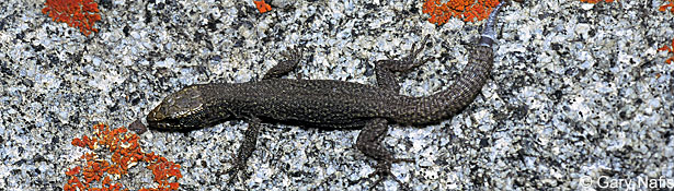 Sierra Night Lizard