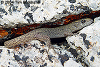 Sierra Night Lizard