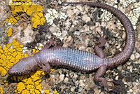 Sierra Night Lizard