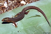 Baja California Night Lizard