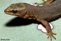 Baja California Night Lizard