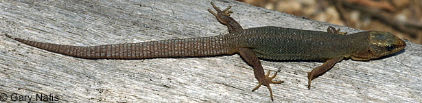 Baja California Night Lizard