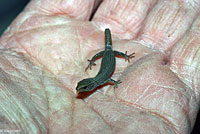 Desert Night Lizard