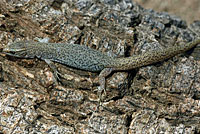 Desert Night Lizard