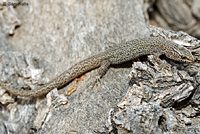 Desert Night Lizard