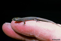 Baja California Night Lizard