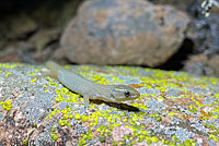 California Legless Lizard