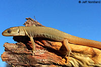 Baja California Night Lizard