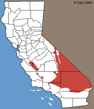 Yellow-backed Spiny Lizard Range Map