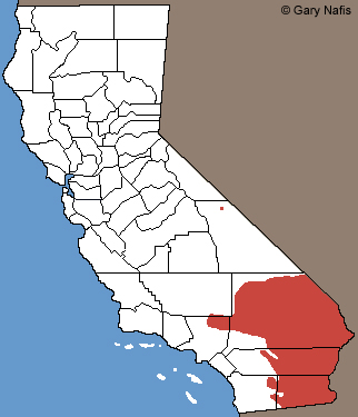 Long-tailed Brush Lizard Range Map