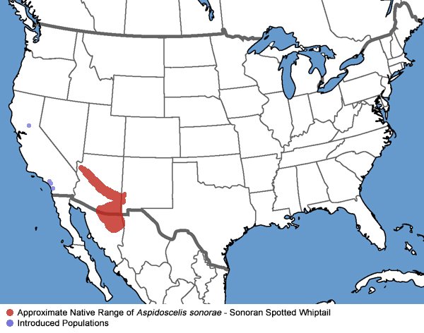 whiptails map