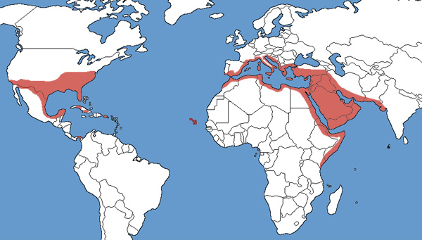 Full Species Range Map