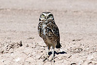 burrowing owl