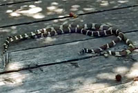 california kingsnake video