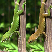 Green Anole