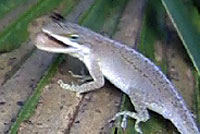 anole