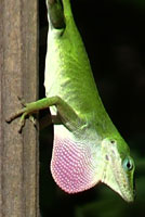 Green Anole