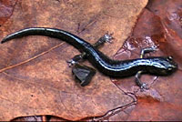 Speckled Black Salamander 