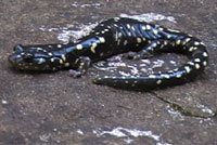 Speckled Black Salamander 