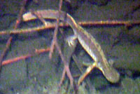 Western Long-toed Salamanders