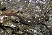 Western Long-toed Salamander 