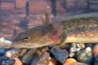 Southern Long-toed Salamander larva