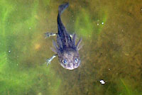 Southern Long-toed Salamander larva