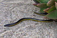 California Legless Lizard