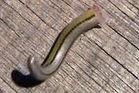 California Legless Lizard