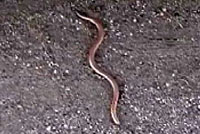 California Legless Lizard